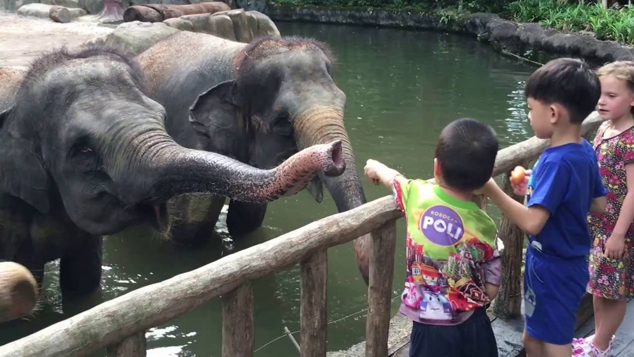 Elephant Feeding