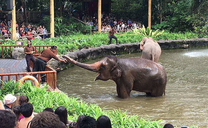 Elephant Presentation