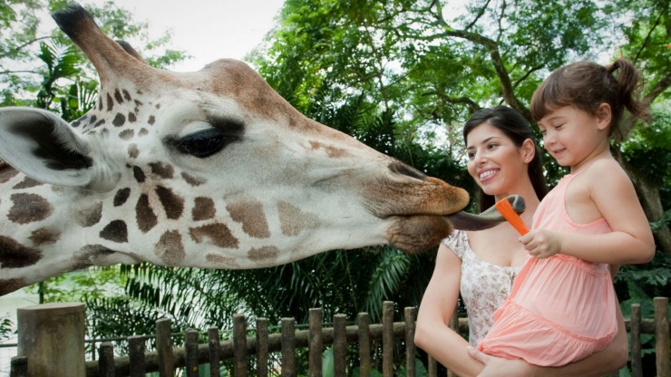 Giraffe Feeding