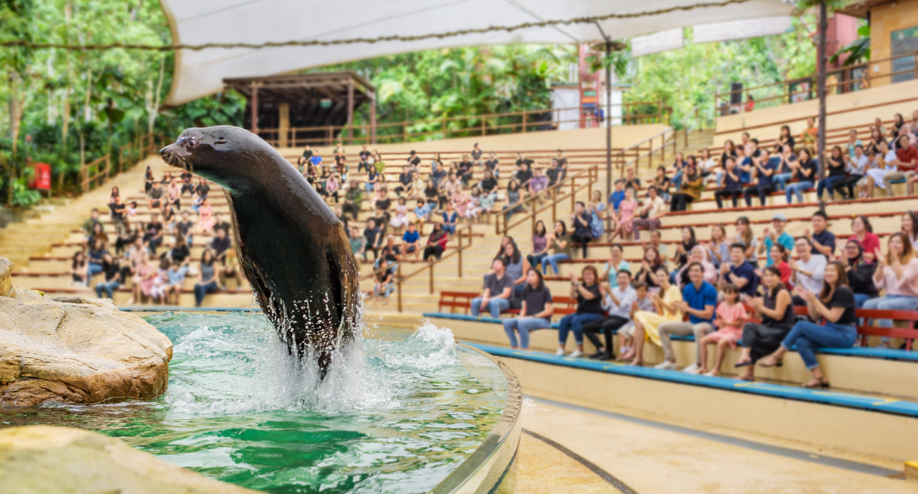 Splash Safari Show